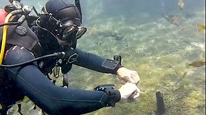 74 reactions · 16 shares | With a super-simple operation and a high-visibility color display, the Shearwater Peregrine dive computer is a ScubaLab Best Buy. | Scuba Diving Magazine | Facebook