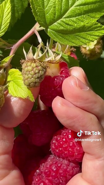 Excited for raspberry season! Plant once and after they’re established, they’ll produce for many years in the right growing conditions. Raspberries thrive well in full sun, well-draining and fertile soil. The bees love the flowers! 🌸🐝❤️ #fyp #foryoupage #foryou #raspberries #raspberry #perennials #permaculture #gardening #growfoodnotlawns