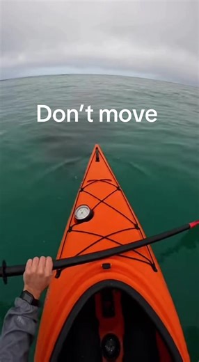 #shark #ocean #thassalophobia | sharks