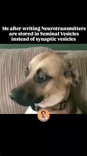 Dr.Aparachithudni on Instagram: "Neurotransmitters are stored in synaptic vesicles located within the axon terminal of a presynaptic neuron. These vesicles are small, membrane-bound sacs that contain and release the neurotransmitter when triggered by an action potential. #medicalmemes#physiology #mbbslife #mbbsmemes#telugumedicos #medicoslife #medicos #darkmeme"
