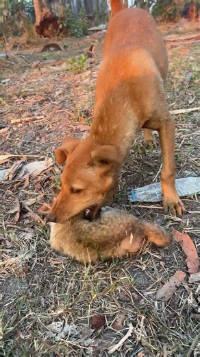 The dog is biting the kitten.🐶🐱#shorts #dog #cat #puppy #kitten #animals #cute #doglover#catlover
