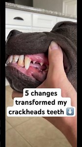Transforming my dogs Teeth #doghealth #dogs #dogcaretips #doghealth