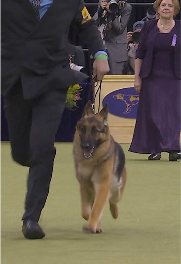 Mercedes the German Shepherd Wins Herding Group at Westminster