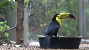 LET'S DRAW: Now's the perfect time to hone those artistic skillz! Our amazing graphic designer, Sean F. shares his pro tips for how to draw the perfect toucan. We'd love to see your drawings! Share in the comments, or send us a DM. (BONUS: If you'd rather color this beautiful bird, download the final drawing here: bit.ly/2yHY5uY) #ZooItFromHome | Dallas Zoo