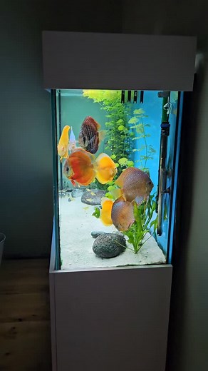 3.3K views · 2K reactions | Monday discus aquarium sideview. | Discus Switch | Facebook