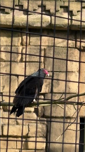 Turkey Vulture - Named so because its head resembles a turkey.