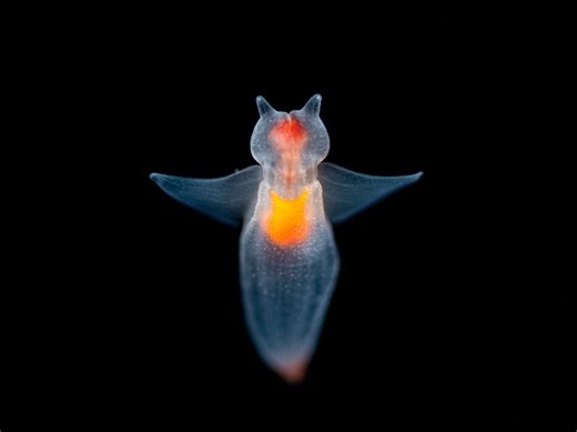 6 Otherworldly Deep-Sea Creatures Spotted By CA Scientists