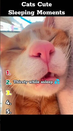 😼💤 Cats Cute Sleeping Moments... They are SOO CUTE!!😍