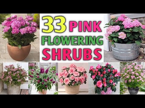 33 Pink Flowering Shrubs | Pink Flowering Bushes | Pink Shrubs for garden | Plant and Planting