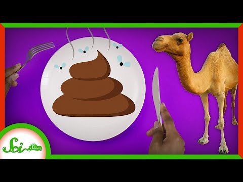 Camel Dung was The First Probiotic
