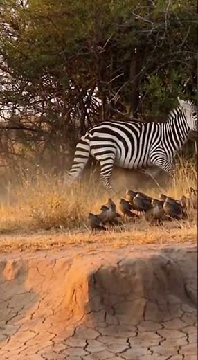 Zebra vs Lioness: A Wild Encounter #wildlife #zebra #lion #nature