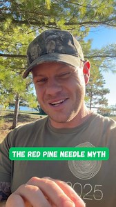 Another episode of “Forest Mythbusters” — this one about how many needles red pine trees have per “cluster!” #tree #trees #treesofinstagram #forest #forests #nature #plant #plants #plantsofig #plantstagram #plantsofinstagram #outdoor #outdoors #forester #woods #fact #facts #myth #stem #pine #pinetrees | Ethan Tapper