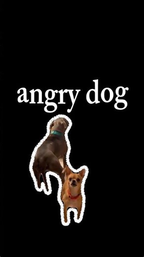 angry dog #funny #comedy #wtfmoment