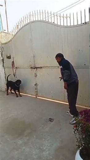 🏠 Dog Guard Training: Keep Your Family Safe with K9 Dog Guru | Award-Winning Trainer Satish Vaishnav