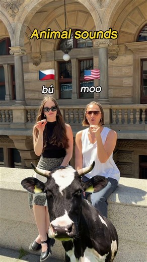 What sound does a rooster make in your language?🐓😁#czech #czechforforeigners #expatsinprague