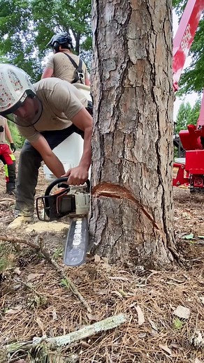 tree_man_jeff on TikTok