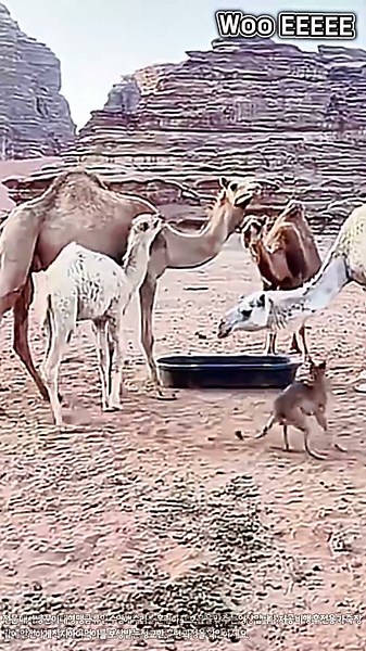 사막 낙타 무리에 접근한 야생 여우 #worker #process #desert #camel #wildlife #farming #livestock