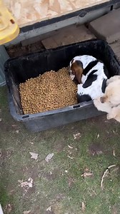 Bassent puppy life is happy. #bassethoundcommunity #dog #bassethoundlife #bassethound #bassethoundlove #bassethoundmoments #virals #bassethoundpuppy #bassethounds #bassethoundsofinstagram | Basset Hound Lover