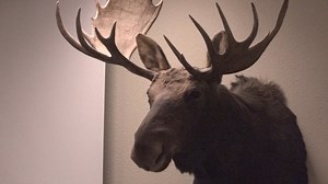 Hunter orange not mandatory in Idaho, but highly recommended