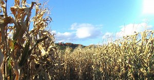 Clear as some spots drop to the 30s in the morning