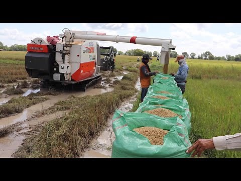 Best Rice Harvester Machine Skills Work | Kubota DC105x Cabin Harvesting | Agriculture In Cambodia