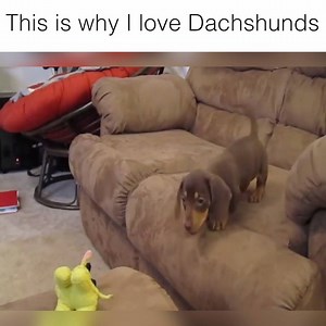 Aren't they adorable! 😍 Follow Howlers for more. | Howlers