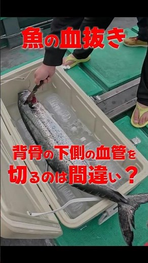Stop Bleeding Fish Wrong! The Perfect Ikejime Method 🐟🩸