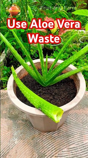 Use Aloe Vera Waste to Feed Your Plants Naturally, Eco Gardening Idea
