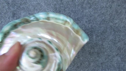 Large Conch Shell, Turbo Natural Sea Shell Giant Green, Mother of Pearl Polished, Lovely Big Sea Shell for Decoration, Party, Gift - Etsy