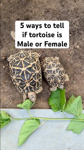 Is the tortoise male or female? Indian Star Tortoise male female identification