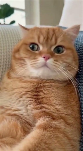 Animals Acting Like Humans Never Gets Old #comedyshorts #funnyvideos #trynottolaugh #funny