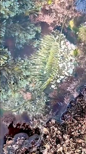 Tide Pool Wonders | Peaceful Ocean Reflections & Marine Life Magic