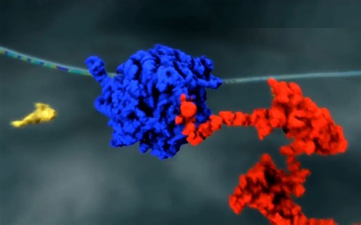 【3D演示】基因的转录、翻译、突变及PCR（原版+字幕版）