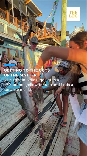 Grabbing it by the guts! Miss Destin 2025 Bella Riggs guts her first fish, a 170-pound yellowfin tuna, and finds a surprise inside. | Destin Log