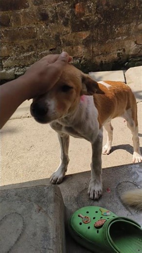 guess who's back ? every day same time ! 🐕 #trending #shorts #youtubeshorts #doglove