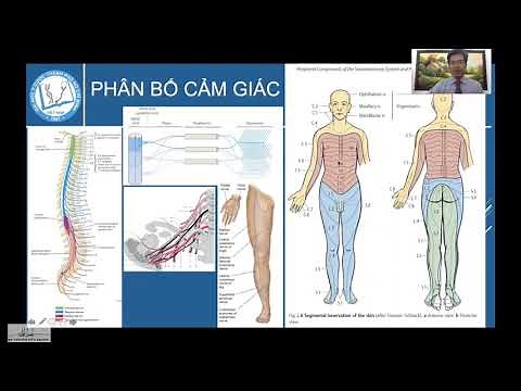 Bài: Định khu vị trí tổn thương trong bệnh Thần Kinh
