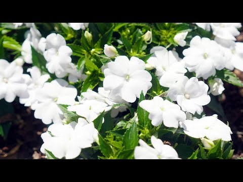 The Garden Gurus - Sunpatiens