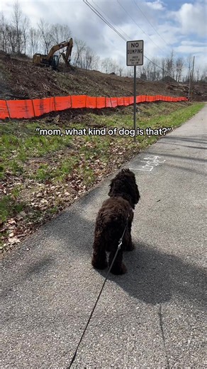 Meet the Unique Cocker Spaniel: A Big Surprise!