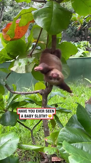 Adorable Baby Sloth Compilation | Cute Sloths of TikTok