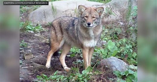 Coywolf possibly spotted in Burr Ridge