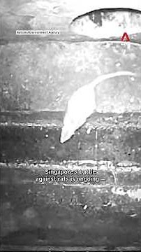 Singapore is winning its battle against rats