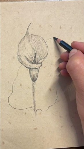 Easy Calla Lily Flower DrawingTutorial Step by Step #flowers