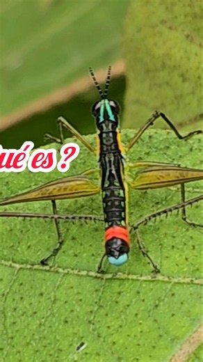 Qué Especie de Grillo Es?