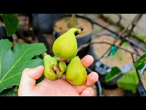 Why are my Figs Dropping?