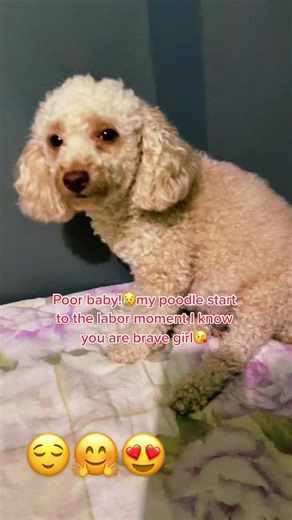 Toy Poodle Giving Birth to 5 Adorable Puppies - Heartwarming Moment