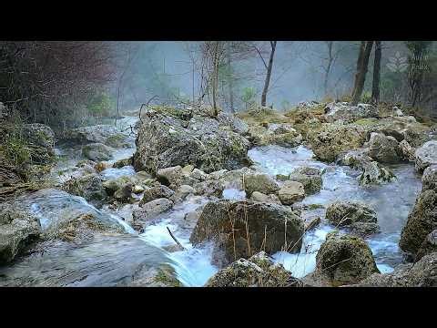 Foggy Woodland Brook | 10 Hours of Relaxing Nature Ambience for Anxiety Relief