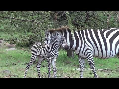 cute new born baby zebra (one hour old baby zebra)