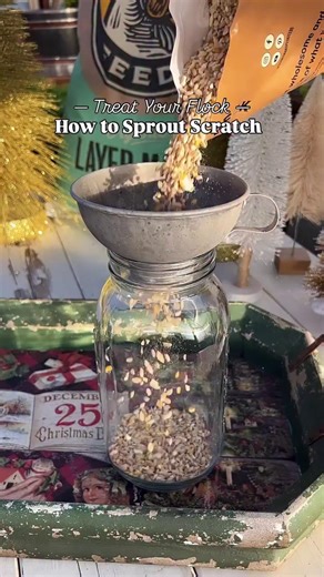Scratch and Peck Feeds on Instagram: "Are you ready to save money on flock treats and boost your chickens’ health this winter? 🐓❄️ This 2-ingredient DIY is one of the easiest (and healthiest!) supplements you can make: sprouted grains. Just whole grains + water. That’s it! Why sprouting is SO good for your flock: ❄️ Adds hydration — a must on cold days when hens drink less ❄️ Saves money (sprouted grains = hens eat 1/3 less!) ❄️ Easier digestion + better nutrient absorption ❄️ Higher vit