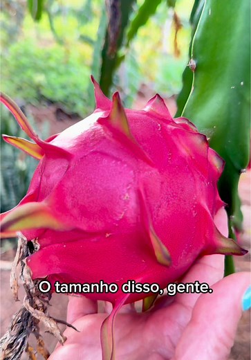 Pitaya: Conheça os Diferentes Tipos e Sabores deste Fruto Exótico