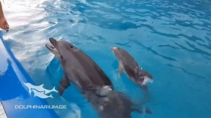 8.4K views · 518 reactions | ADORABLE BABY DOLPHIN: Check out this newborn dolphin swimming with her mom. This little one is the newest addition to Dolphinarium in Georgia. | FOX 35 Orlando | Facebook